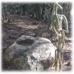 Axle Canyon Preserve Ancient Metate