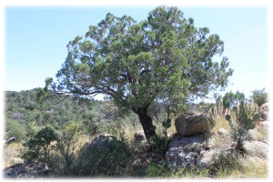 Axle Canyon Preserve Rock Outcropping